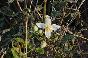 Clematis_simensis